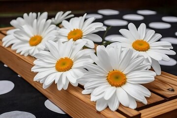 Obraz premium White chamomile flowers arranged in a wooden box on a black and white polka dot background.