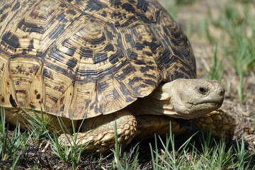 Leopard tortoise in the Khwai Region, Okavango Delta