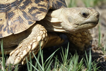 Leopard tortoise in the Khwai Region, Okavango Delta