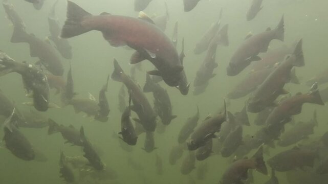 Coho salmon migration in the Pacific Northwest in Canada.