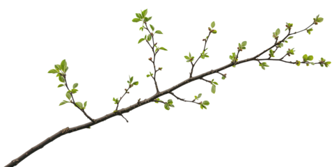 Branch of a tree with green leaves isolated over transparent background, PNG cut-out