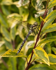 Close-up of a dragonfly perched on green and yellow leaves, showcasing intricate wing details