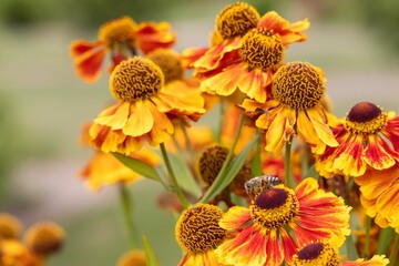 Close-up of vibrant orange and yellow flowers with a bee collecting pollen in a garden.