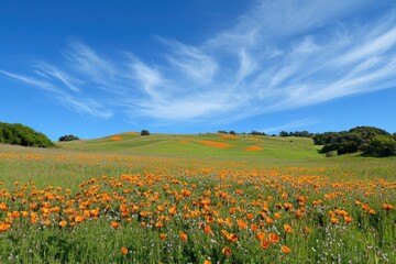 Vibrant Orange Poppies Blooming in a Lush Green Landscape Under a Clear Blue Sky with Wispy Clouds on a Sunny Day in Nature&rsquo;s Splendor