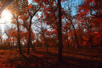 Fototapeta premium Forest in autumn, where trees with vibrant red leaves stand tall. Sunlight filters through the branches, casting long shadows on the forest floor and creating a serene, picturesque atmosphere