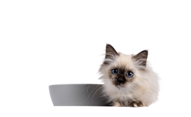 Adorable tortie Sacred Birman cat kitten, laying beside gray food bowl. Looking towards camera with blue eyes. Isolated cutout on a transparent background.