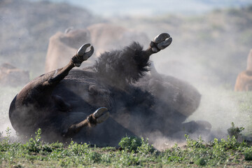 American bison on a prairie in Colorado