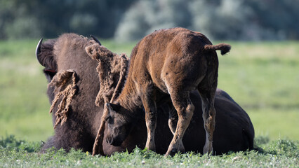 American bisons on a prairie in Colorado