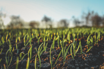 Young green sprouts emerging from freshly tilled soil at sunrise, symbolizing growth, new beginnings, and agricultural efforts. Captured in a rural farmland setting