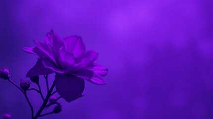 Single purple flower with buds against a blurred purple background.