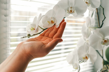 Close-up of hands carefully placing an orchid in a pot on a windowsill with a blurred background. The image captures a calm, nurturing moment in an indoor gardening activity