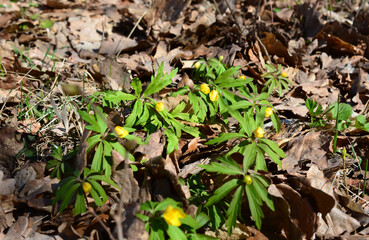 Yellow Wood Anemone in Spring
