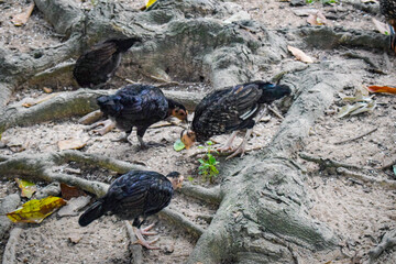 The rooster pecks eagerly at the ground, searching for small seeds and insects.