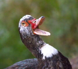 duck opening your beak