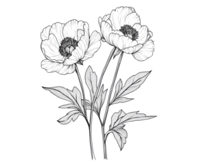 Elegant Line Art Peony Illustration - A Delicate Floral Design , isolated on white background PNG