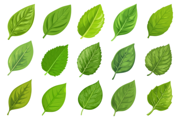 PNG Vibrant green leaf illustrations, element set on transparent background