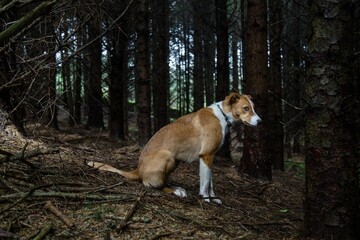 Dog in a forest setting with natural light.