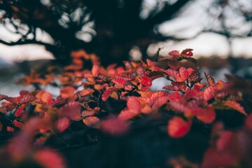 Vibrant red autumn leaves close-up.