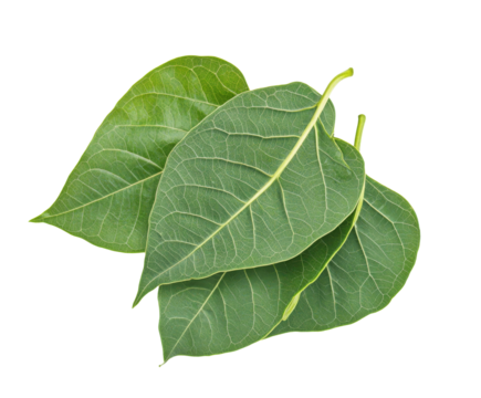 Closeup of Lush Green Leaves, Vibrant Botanical Detail, Natural Beauty, Fresh Foliage , isolated on white background PNG