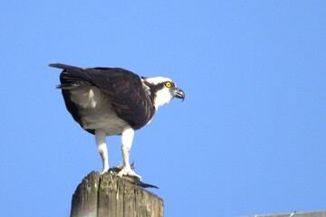osprey bird of prey