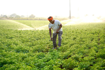 Fototapeta premium Indian farmer working in green chickpea garden