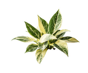 Stunning Variegated Plant with Vibrant Green and Yellow Leaves , isolated on white background PNG