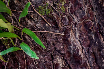 The entire composition reflects the harmony between chaos and order found in nature.  