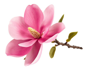 Obraz premium Stunning Pink Magnolia Blossom - A Breathtaking Floral Display , isolated on white background PNG