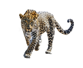Naklejka premium Majestic Leopard in Striking Detail: A Powerful Wild Animal , isolated on white background PNG