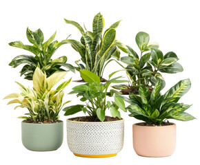 Fototapeta premium A Stunning Collection of Potted Plants for Your Home Decor , isolated on white background PNG