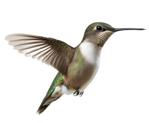 Fototapeta premium Stunning Hummingbird in Flight: A Captivating Aerial View of Nature's Beauty , isolated on white background PNG