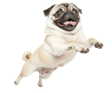 Playful Pug in Mid-Air: An Adorable Jumping Dog , isolated on white background PNG