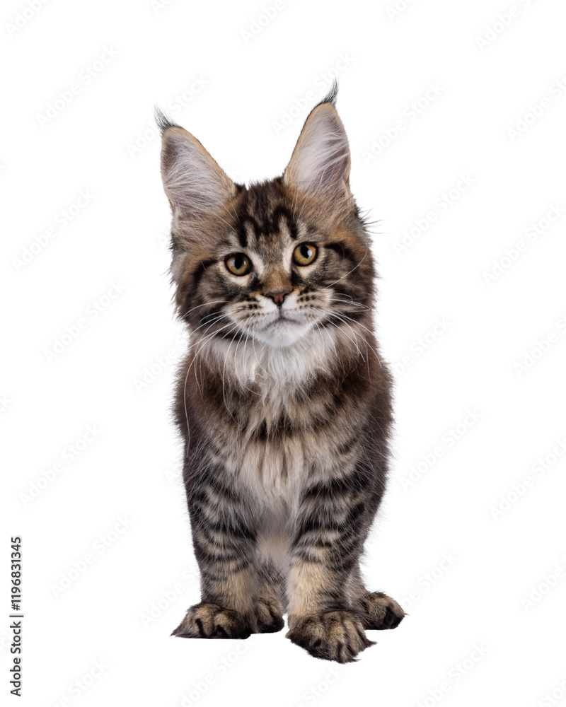 Poster pretty maine coon cat kitten, standing facing front. looking towards camera. isolated cutout on a tr