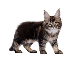 Pretty Maine Coon cat kitten, standing side ways. Looking towards camera. Isolated cutout on a transparent background.