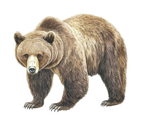 Obraz premium Majestic Brown Bear Illustration: A Powerful Wildlife Portrait , isolated on white background PNG
