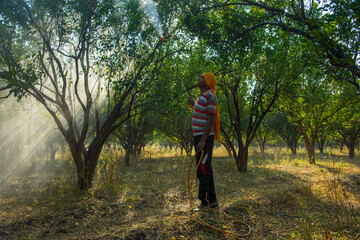 Indian farmer spraying fertilizer on orange tree at orange field.