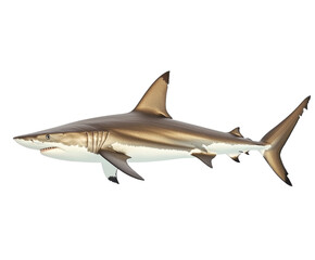 Fototapeta premium Magnificent Shark of the Deep Sea - A Striking Aquatic Predator , isolated on white background PNG