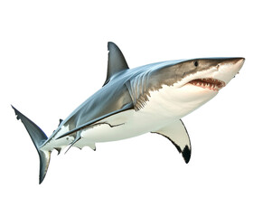 Obraz premium Majestic Great White Shark, A Powerful Ocean Predator , isolated on white background PNG