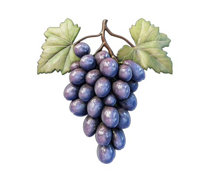 A Close-up of a Lush Purple Grape Bunch , isolated on white background PNG
