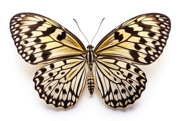 Fototapeta premium Architectural lines subtly frame a rice paper butterfly and kite against a pristine white studio background, high-resolution image.