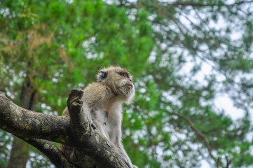 Long-tailed Macaque
(Macaca fascicularis) on a branch looking the horizon.