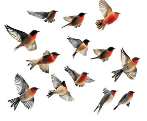 A Stunning Collection of Birds in Flight , isolated on white background PNG