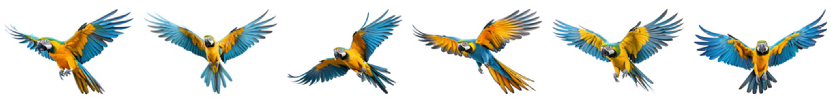 PNG Vibrant parrots in flight, isolated element set, transparent background