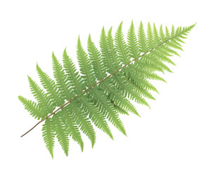 Stunning Fern Leaf: A Detailed Close-up of Nature's Elegance , isolated on white background PNG