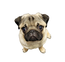 pug puppy png