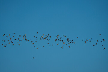 Flock of wood pigeons in flight