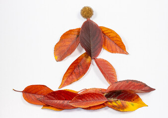 Vibrant Autumn Leaves Arranged in a Striking Floral Pattern like a human Against a White Background