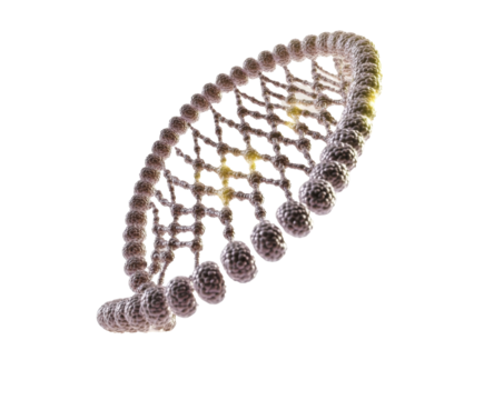 Detailed DNA Structure: A Visual Representation of Genetic Code , isolated on white background PNG
