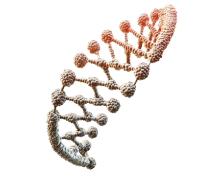 Detailed 3D Model of a DNA Double Helix: Exploring the Wonders of Genetics and Molecular Biology , isolated on white background PNG