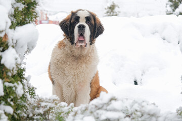 Portrait of saint bernard adult dog walking outdoors in winter day